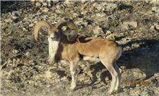 انجام عملیات سرشماری پاییزه پستانداران پارک ملی گلستان