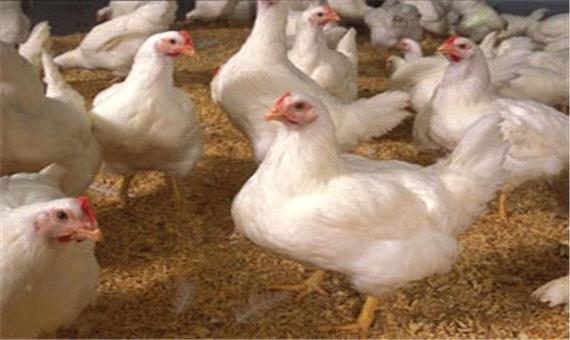 روند افزایش قیمت مرغ تا 118 درصد