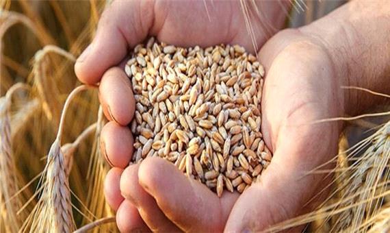دلایل اصلی نابسامانی در حوزه گندم در کشور