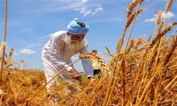 صادرات گندم هند از امروز ممنوع شد