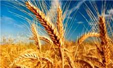 افزایش قیمت گندم در اروپا پس از ممنوعیت صادرات هند