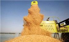 قیمت گندم در بازارهای بین المللی افزایش یافت