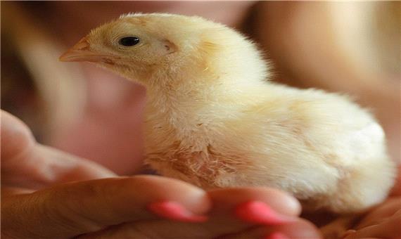 سخنگوی دولت: ممنوعیت صادرات تخم‌مرغ برداشته شد، جوجه‌کُشی نکنید