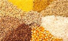 قیمت گندم و غلات در بازار جهانی پایین آمد