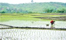 چشم‌انداز تولید و قیمت برنج
