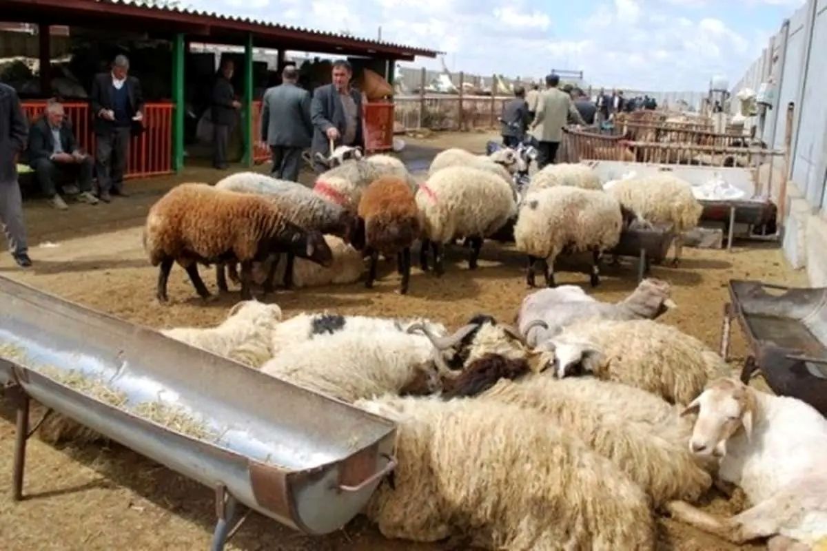 قیمت جدید دام زنده اعلام شد/ گوشت ۴۵۰ هزار تومانی در راه است؟