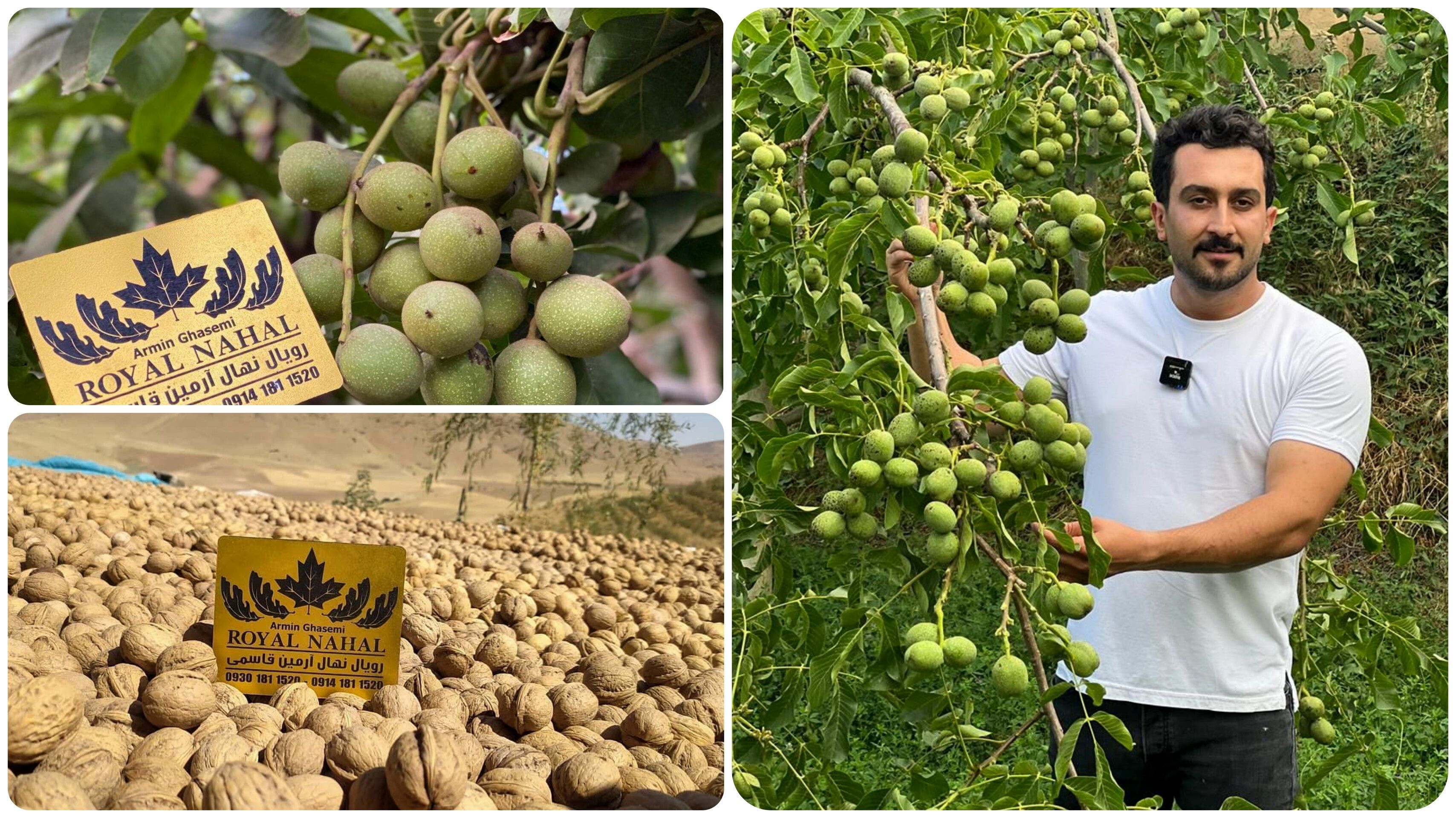 درآمد ۱۵ میلیاردی درهکتار با کاشت نهال گردو ژنوتیپ رویال  تیپ۷