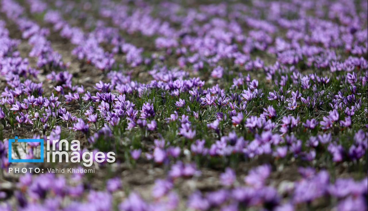 زعفران ایران در تنگنای صادرات؛ فقط ۳۰ درصد صادرات رسمی است