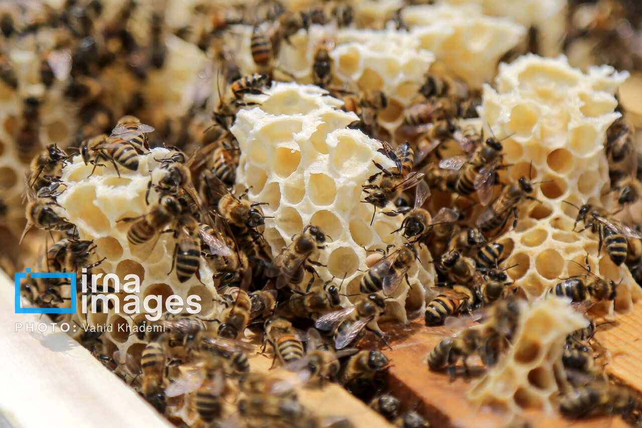 آیا عسل طبیعی شکرک می‌زند ؟/ روش صحیح نگهداری عسل را بشناسید