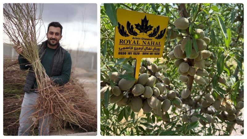 سرمایه گذاری طلایی و تضمینی با نهال بادام تونو و فرانیس