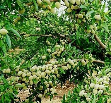 مقایسه سه نوع بادام پرفروش با درآمدمیلیاردی در نهالستان پالیز