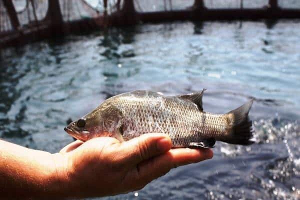 بازنگری و اصلاح میزان دریافت آب‌بها از مزارع آبزی‌پروری در دستور کار است