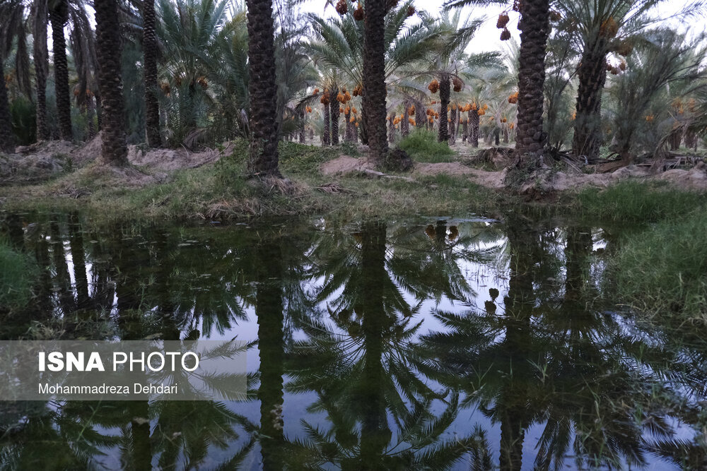 شبکه آبیاری دشتستان اولویت‌دارترین طرح آب‌وخاک کشور است