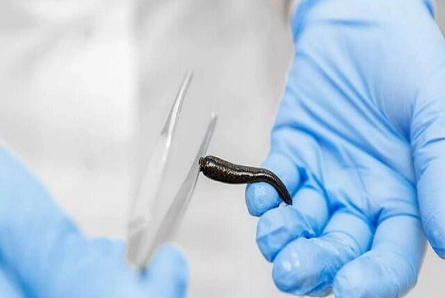 دستورالعمل تأمین خون بهداشتی برای مراکز پرورش صنعتی زالو تدوین می‌شود