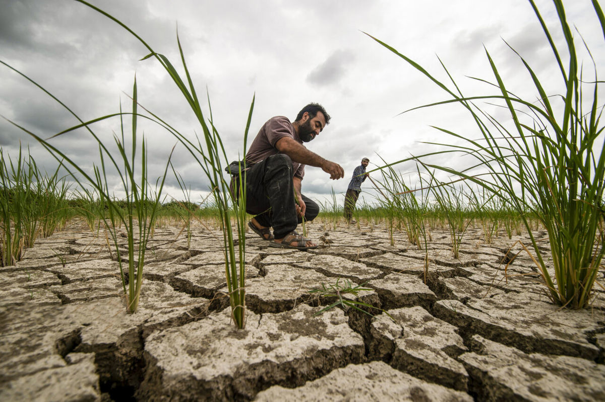 وضعیت هشدارآمیز جذب سرمایه در بخش کشاورزی+ فیلم