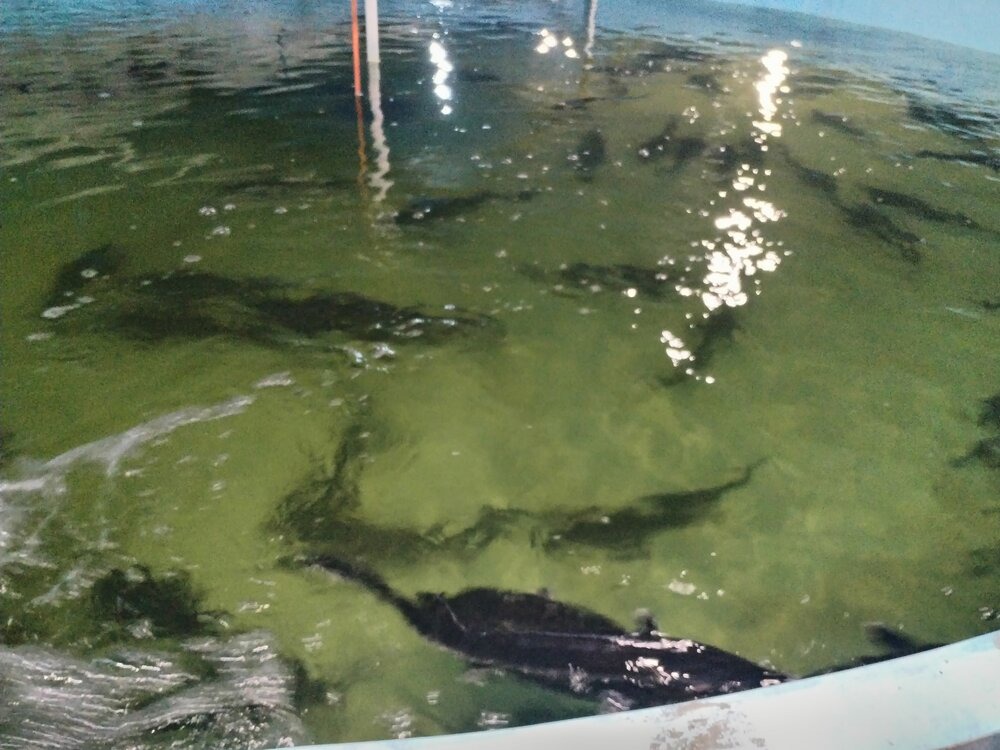 تکثیر فیل‌ماهی خاویاری در پاکدشت