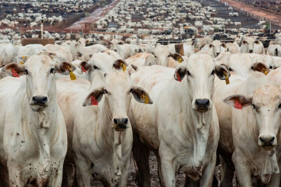 برزیل برای صادرکنندگان گوشت طرف معامله با چین سهمیه می‌گذارد؟