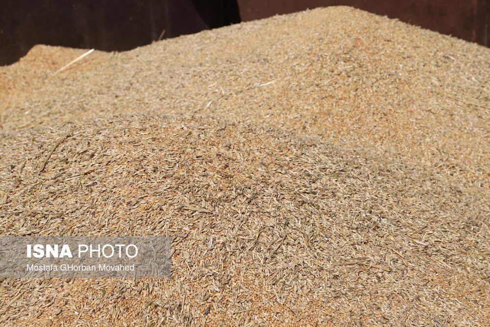 روسیه، اولین فروشنده گندم به ایران