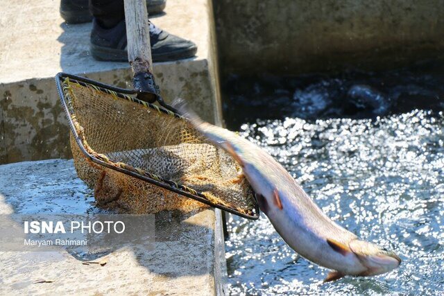 رشد ۱۹ هزار میلیارد تومانی سرمایه‌گذاری در شیلات