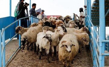 اعلام  جدیدترین قیمت دام زنده + جزییات