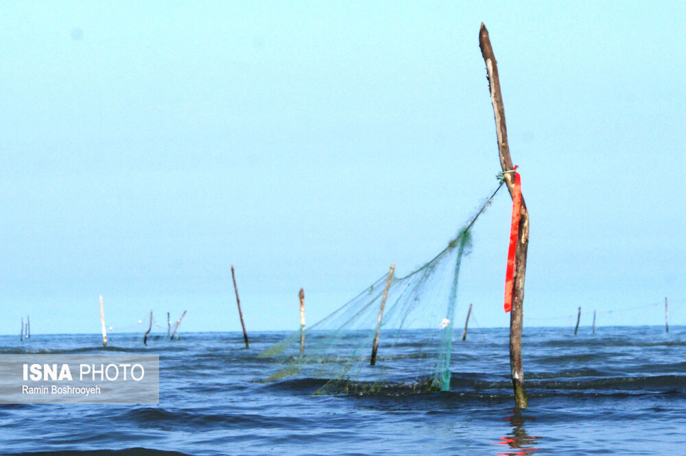 افزایش ۸۷ درصدی تولید آبزیان در بوشهر