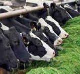 دامداران مجبور به فروش یا کشتار شده اند/ پیش بینی کمبود شیر