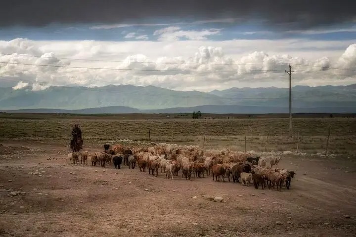 آگهی استخدام چوپان پربیننده ترین خبر روز چین شد