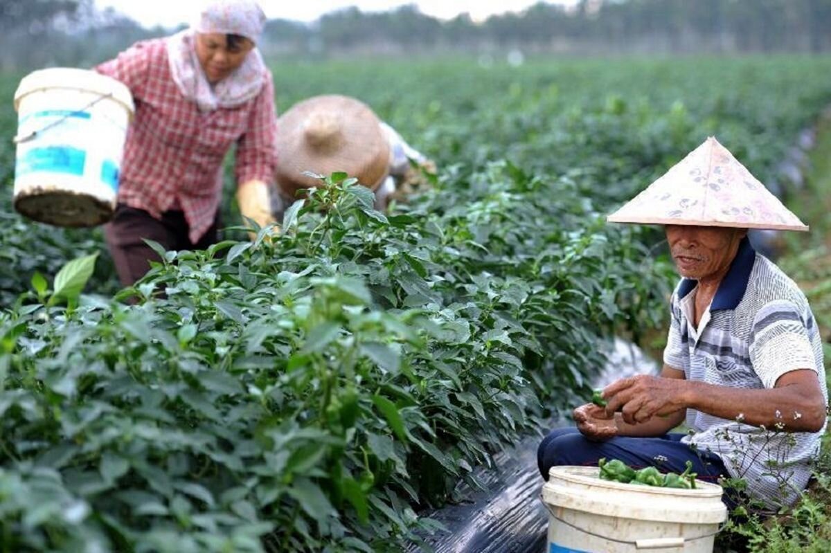 چالش‌های منابع پایه در کشاورزی چین