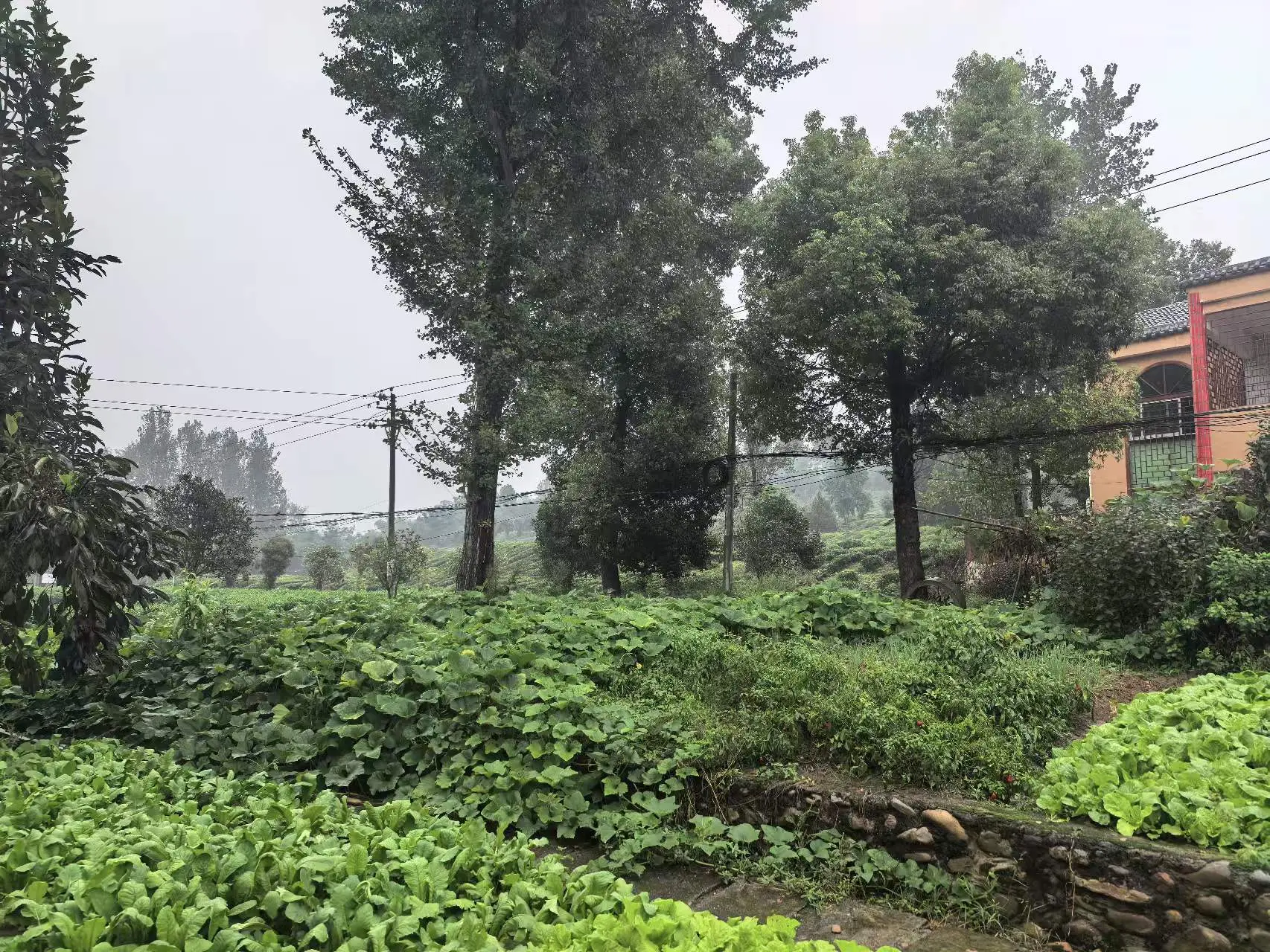 بازار آریا