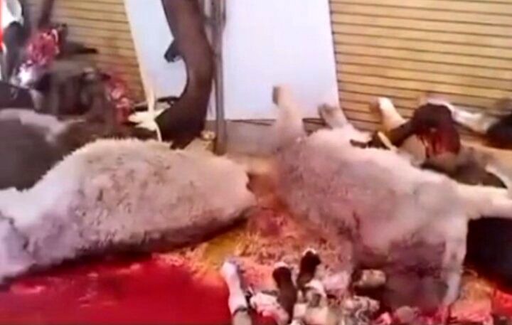 کشتار و عرضه گوشت الاغ و اسب ممنوع شد