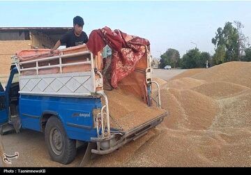 گندمکاران حتما بخوانند/ رقم پیشنهاد خرید تضمینی گندم اعلام شد