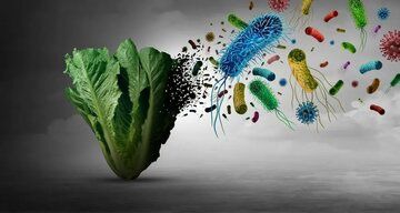 بیماری ۱۲ هزار نفر پس از مصرف کاهو/ پای یک انگل میکروسکوپی در میان است