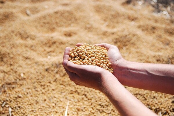 افزایش واردات سویا به هند در پی رشد قیمت‌های داخلی